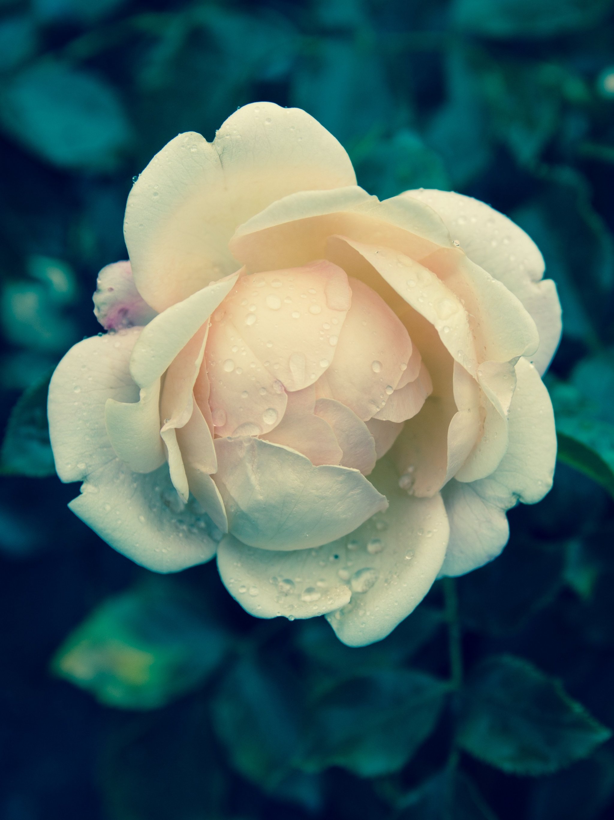 Pale Yellow Rose Wallpaper - iPhone, Android & Desktop Backgrounds