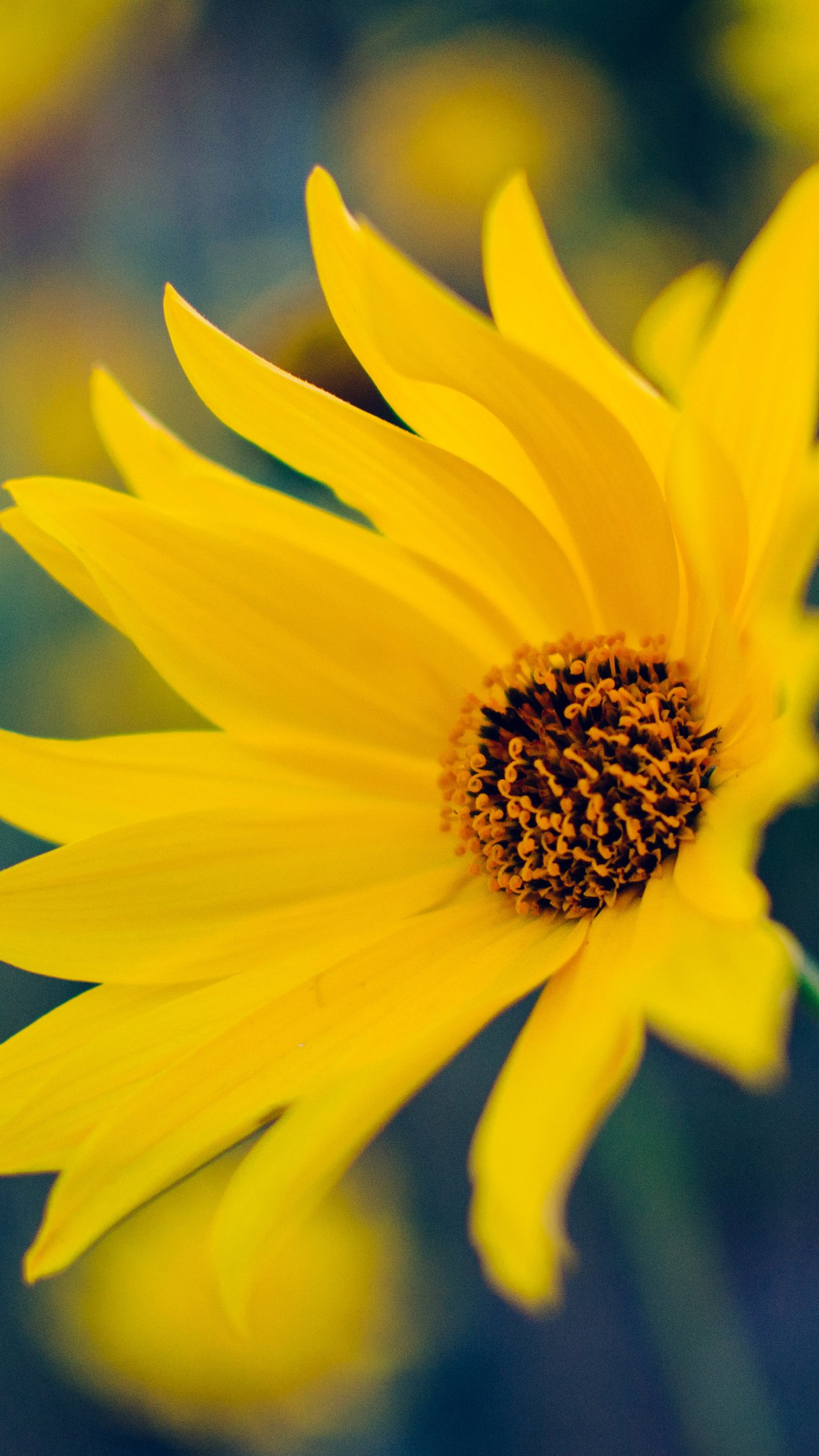 yellow flower desktop wallpaper