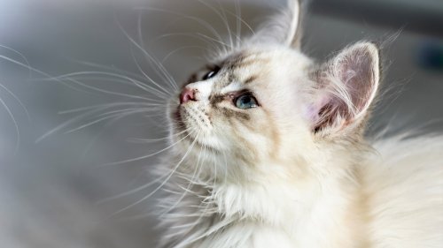 White Cat HD Desktop Wallpaper
