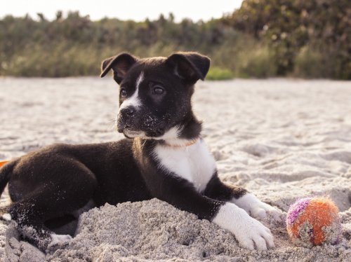 Puppy on the Beach  Wallpaper
