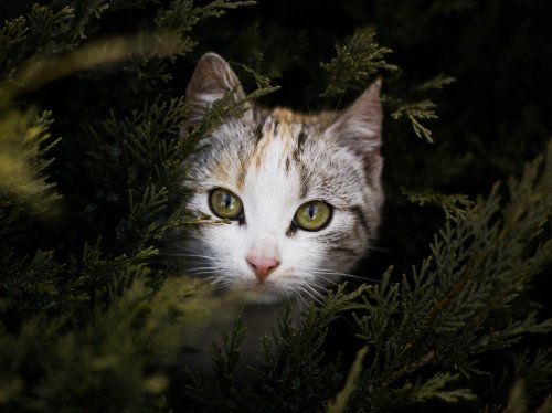 Cat Peeking Out Behind Branches  Wallpaper