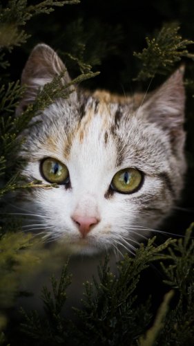 Cat Peeking Out Behind Branches Tablet Wallpaper
