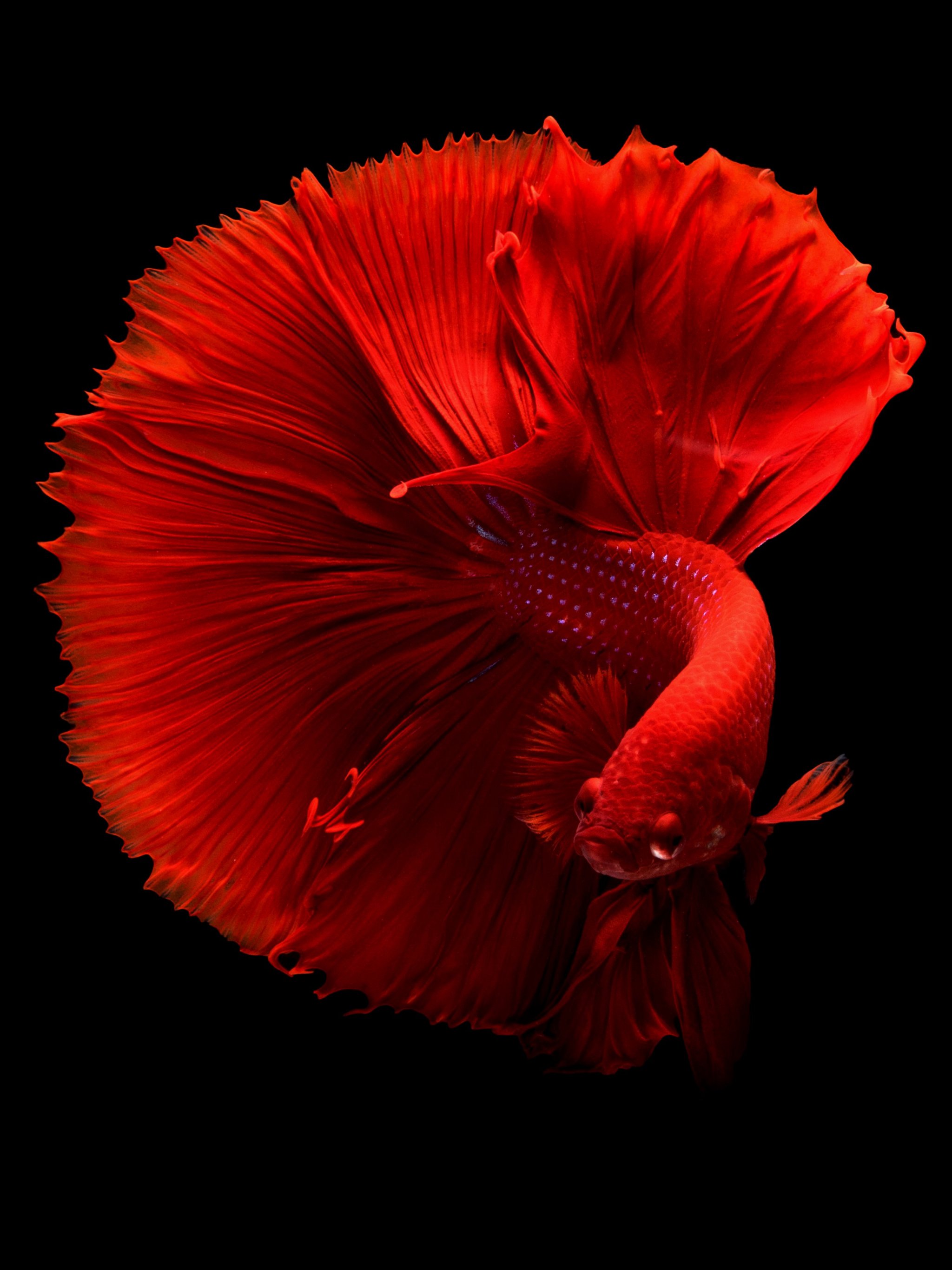 Siamese Fighting Fish Wallpaper Iphone Android Desktop