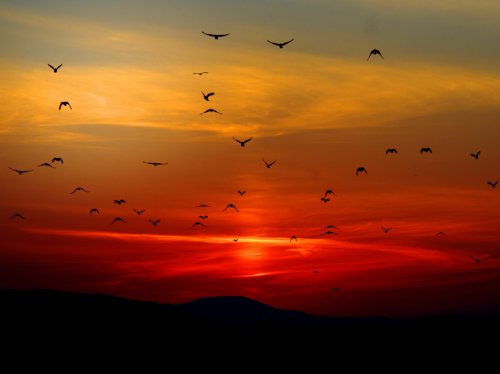 Birds in Sunset  Wallpaper