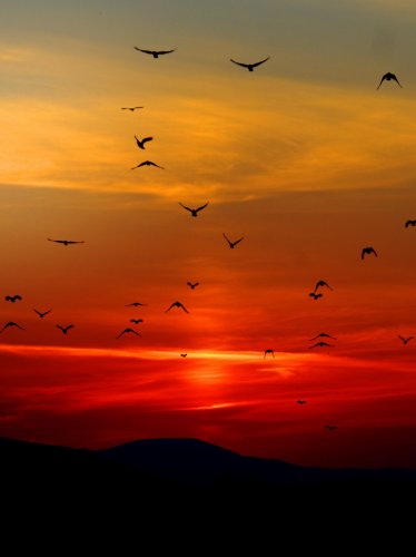 Birds in Sunset iPad Wallpaper