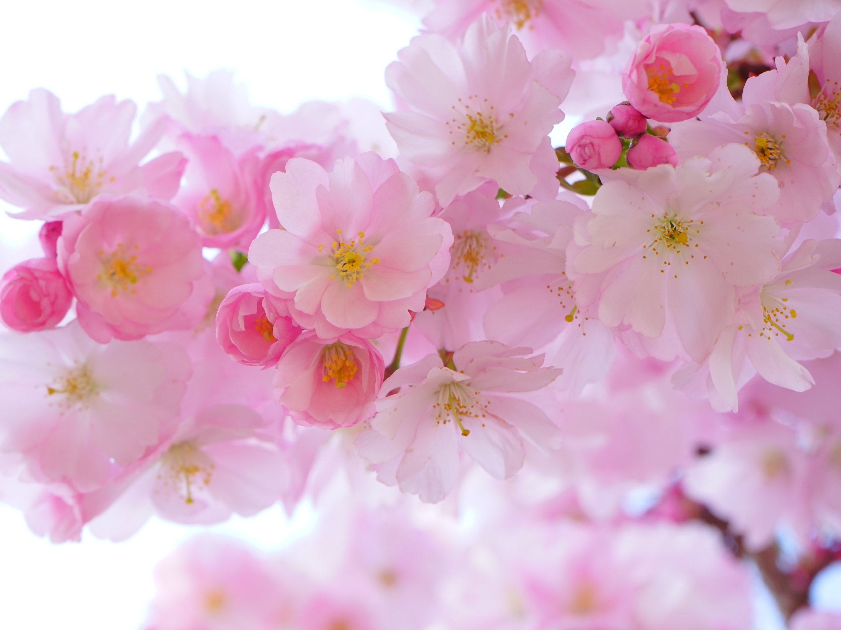Cherry Blossom Wallpaper - iPhone, Android & Desktop Backgrounds