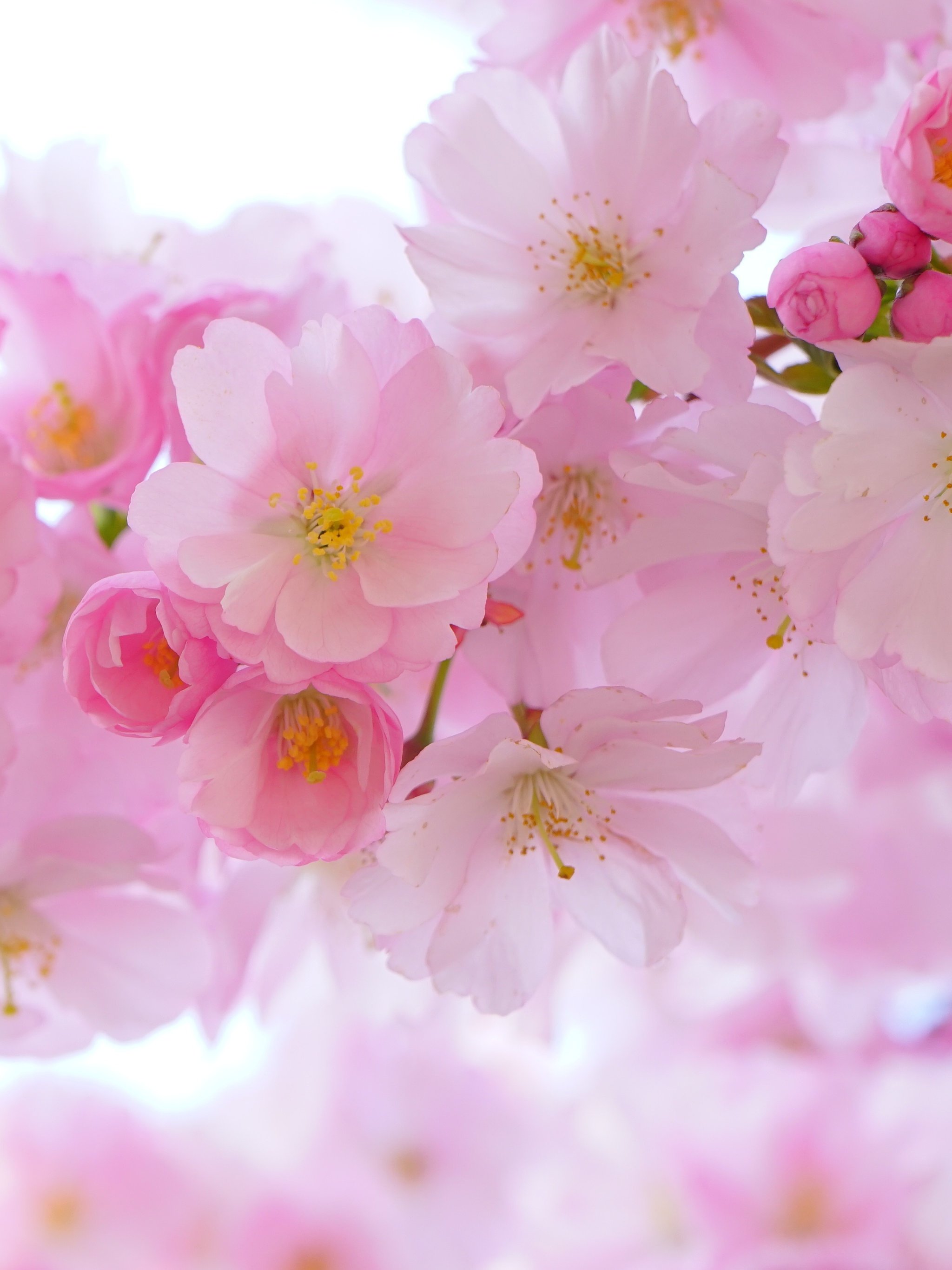 Cherry Blossom World iPhone Wallpaper HD  iPhone Wallpapers