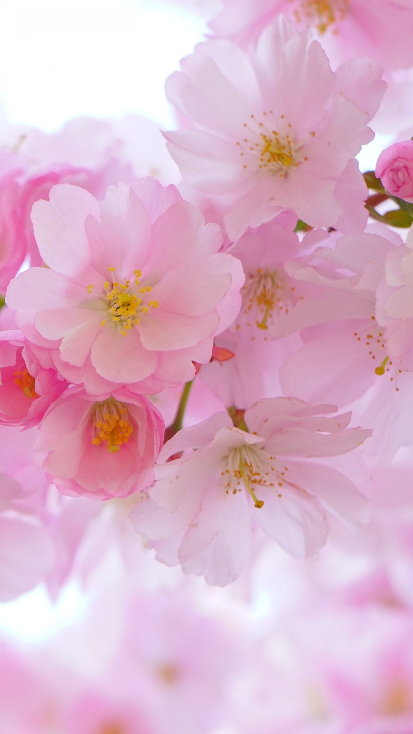 hd cherry blossom backgrounds