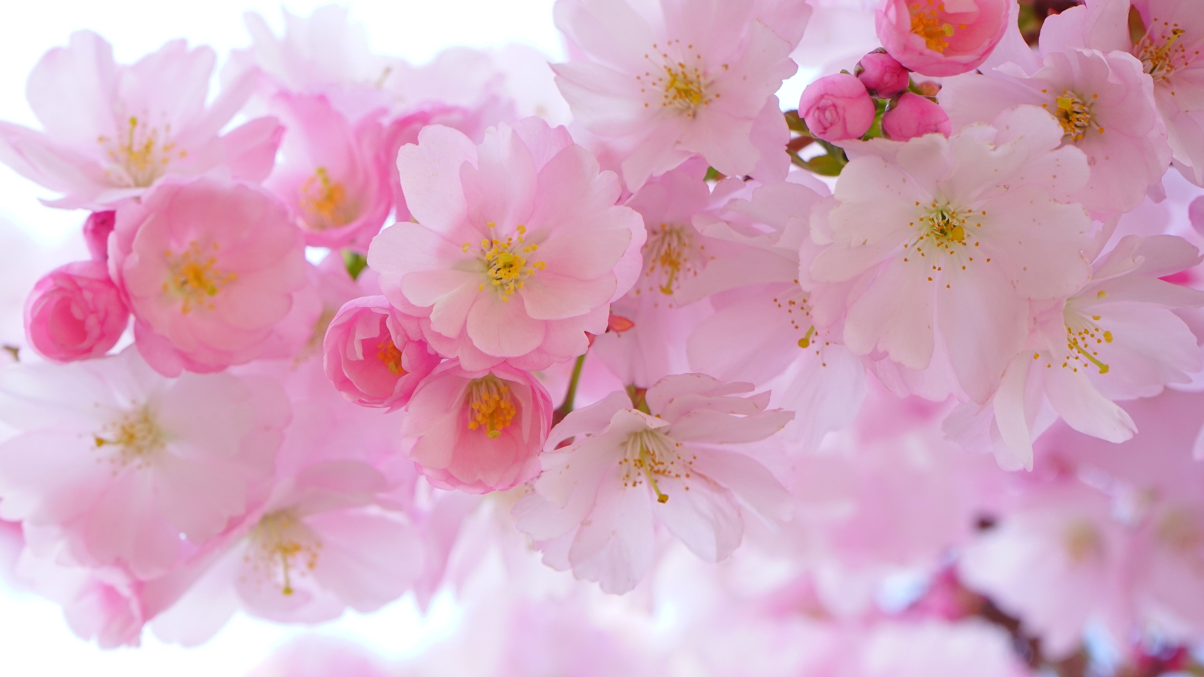 73 Cherry Blossom Desktop Wallpaper  WallpaperSafari