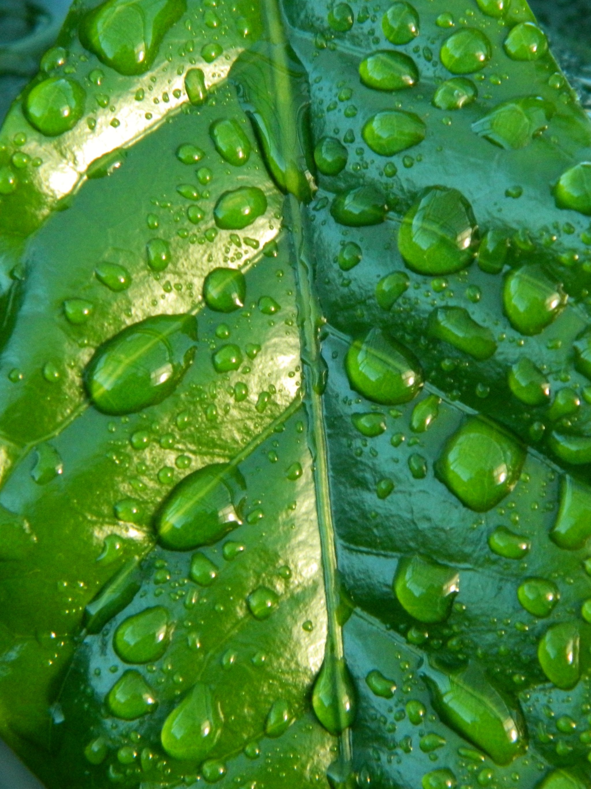 Leaves Wallpaper 4K Rain drops Dark Plant Droplets 1510