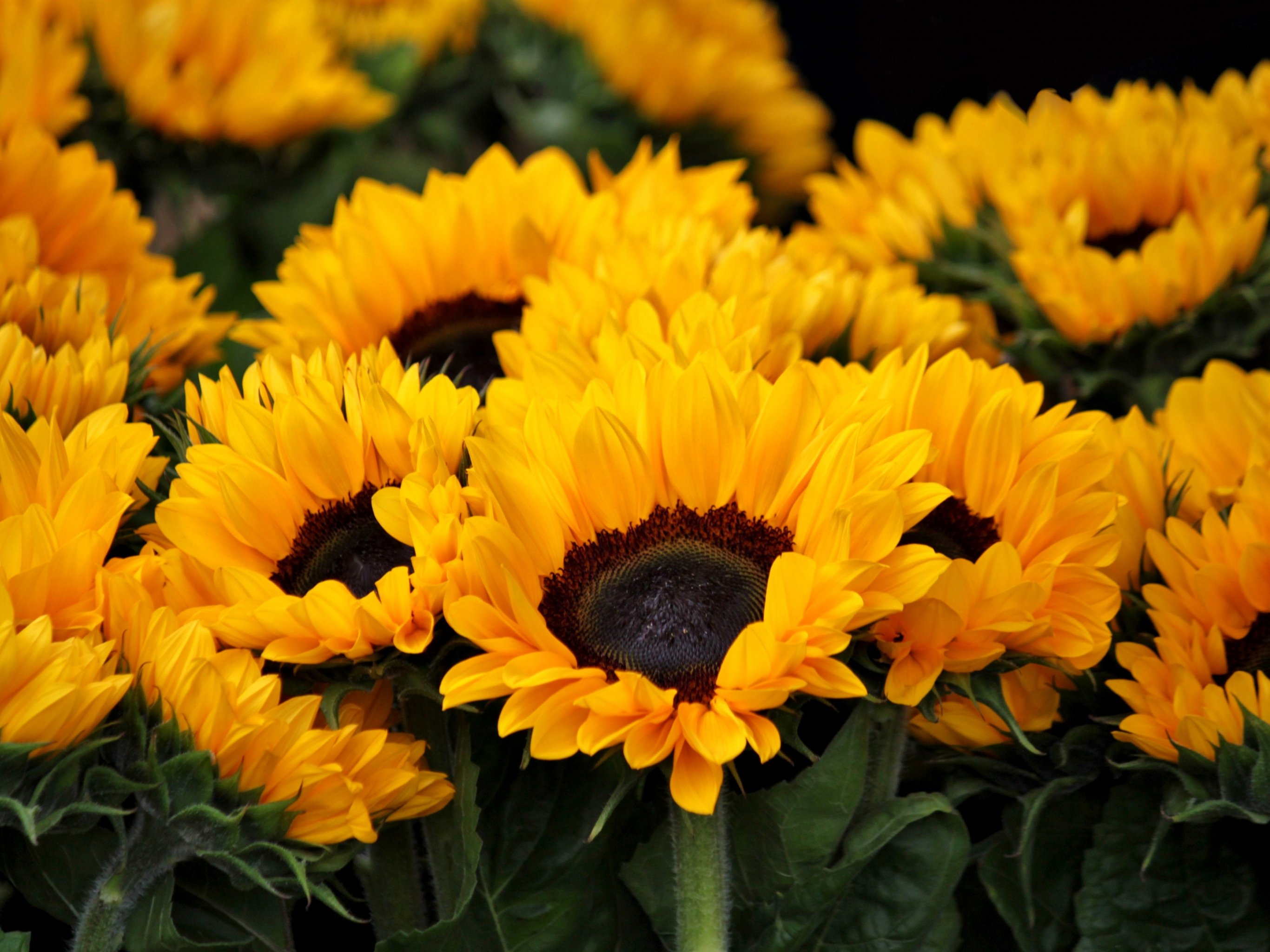 Sunflowers Wallpaper - iPhone, Android & Desktop Backgrounds