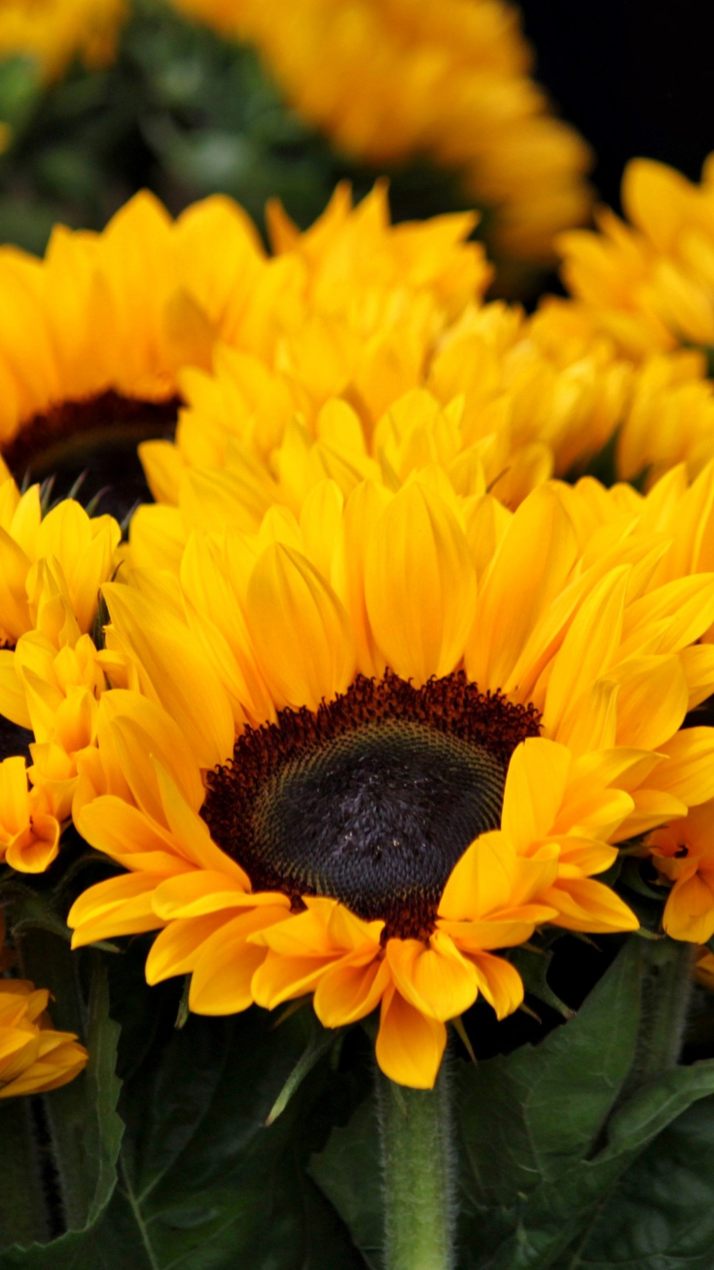 Sunflowers Wallpaper - iPhone, Android &amp; Desktop Backgrounds