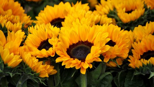 Sunflowers HD Desktop Wallpaper