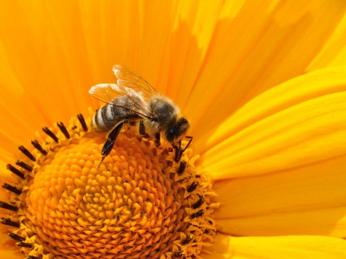 Bee on Sunflower  Wallpaper