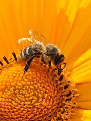 Bee on Sunflower iPad Wallpaper