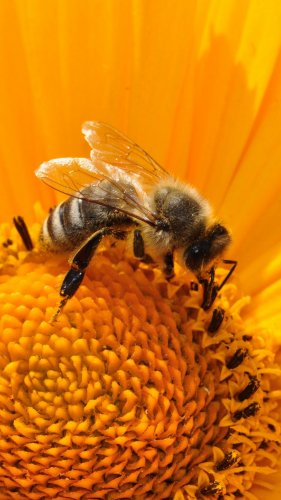 Bee on Sunflower Tablet Wallpaper