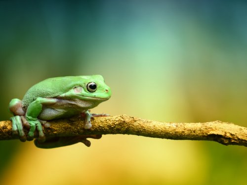 Green Frog  Wallpaper