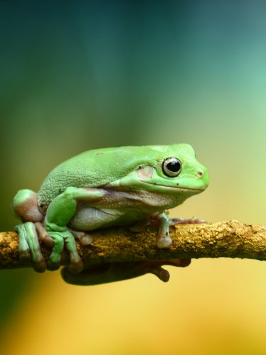 Green Frog iPad Wallpaper