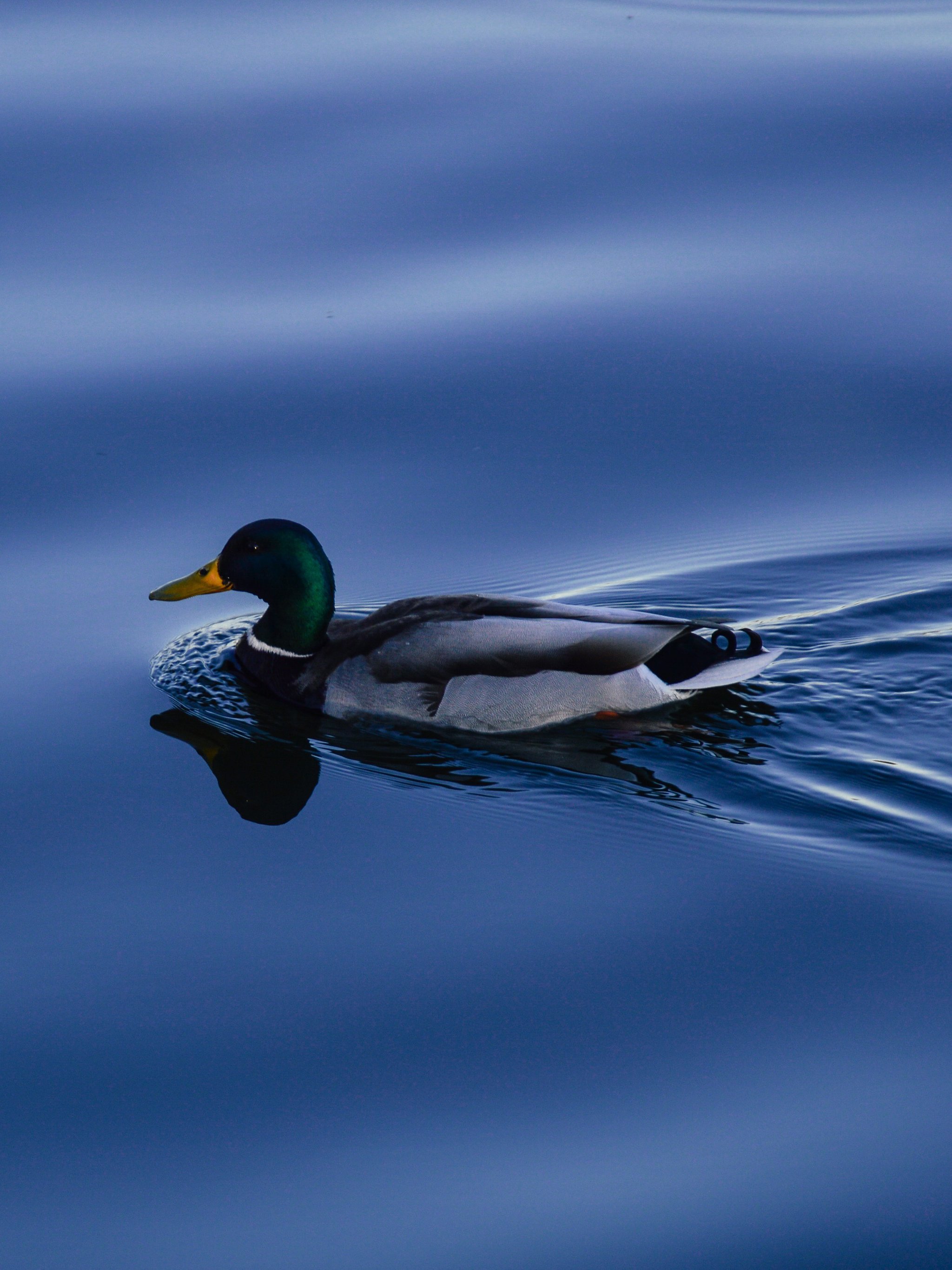 Duck on Blue Water Wallpaper - iPhone, Android & Desktop Backgrounds