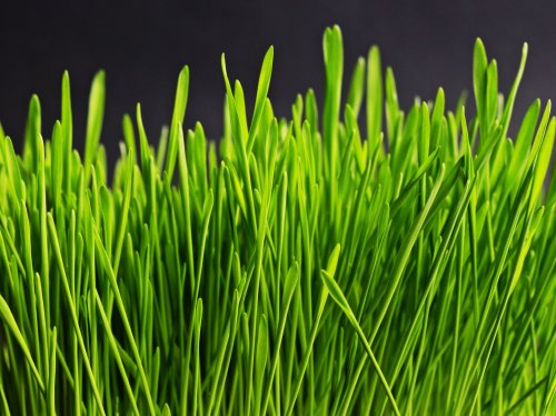 Green Grass  Wallpaper