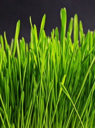 Green Grass iPad Wallpaper