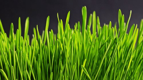 Green Grass HD Desktop Wallpaper