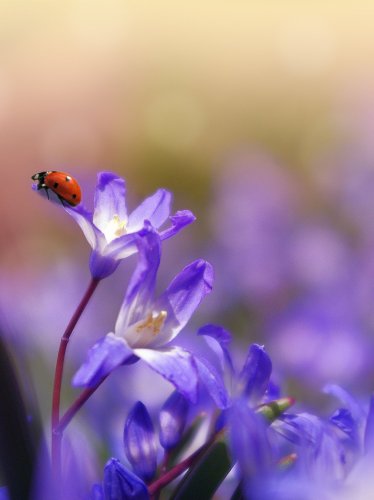 Ladybug on Purple Flower iPad Wallpaper