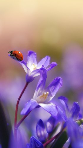 Ladybug On Purple Flower Wallpaper