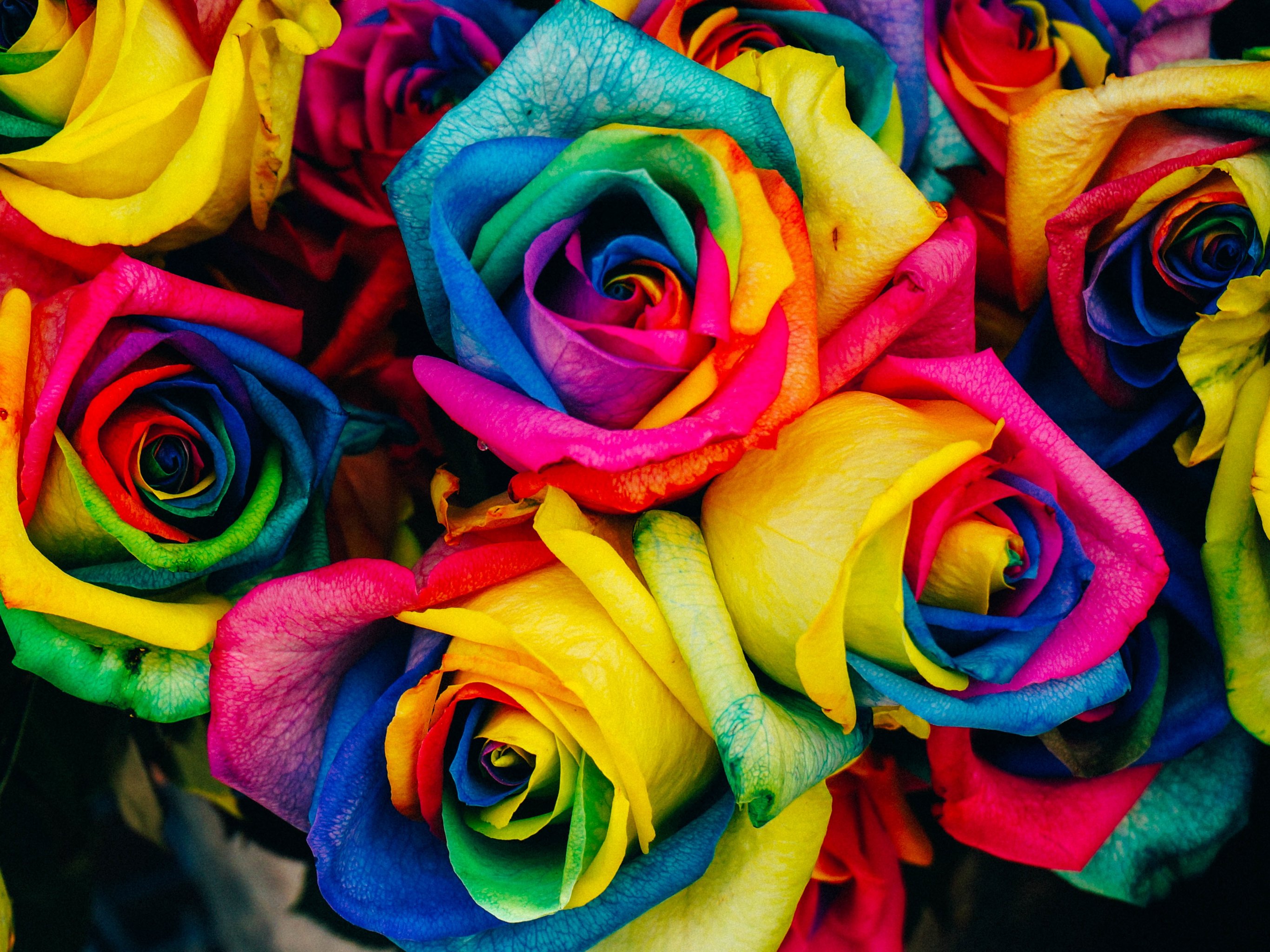 Rainbow Roses Wallpaper - iPhone, Android & Desktop Backgrounds