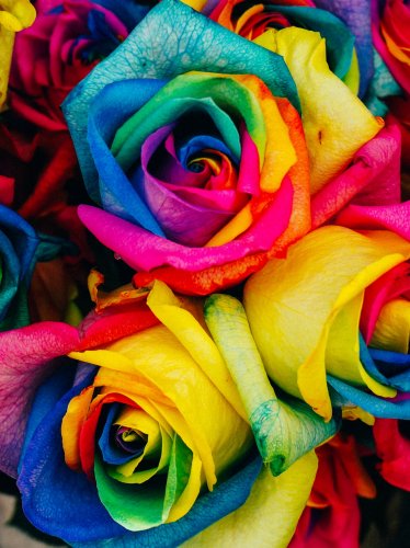 Rainbow Roses iPad Wallpaper