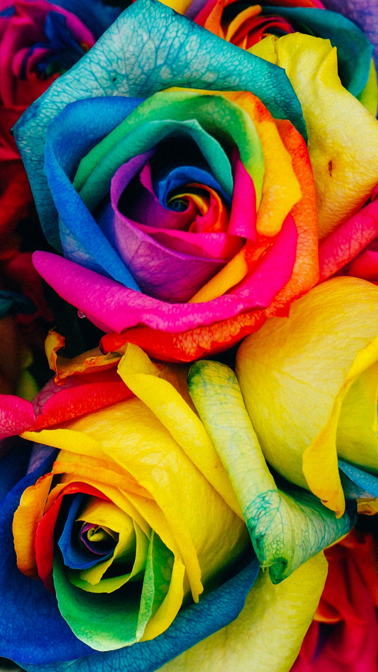 Rainbow Roses Wallpaper - iPhone, Android & Desktop Backgrounds
