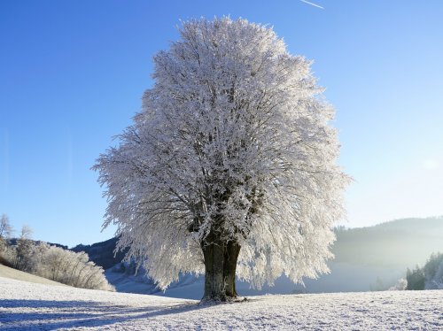 Tree in Snow  Wallpaper