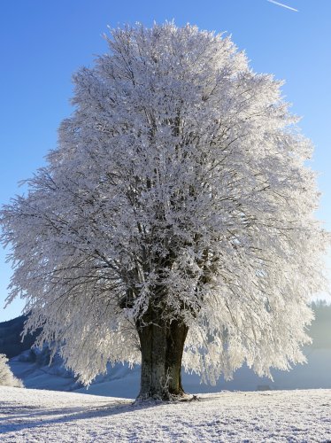Tree in Snow iPad Wallpaper
