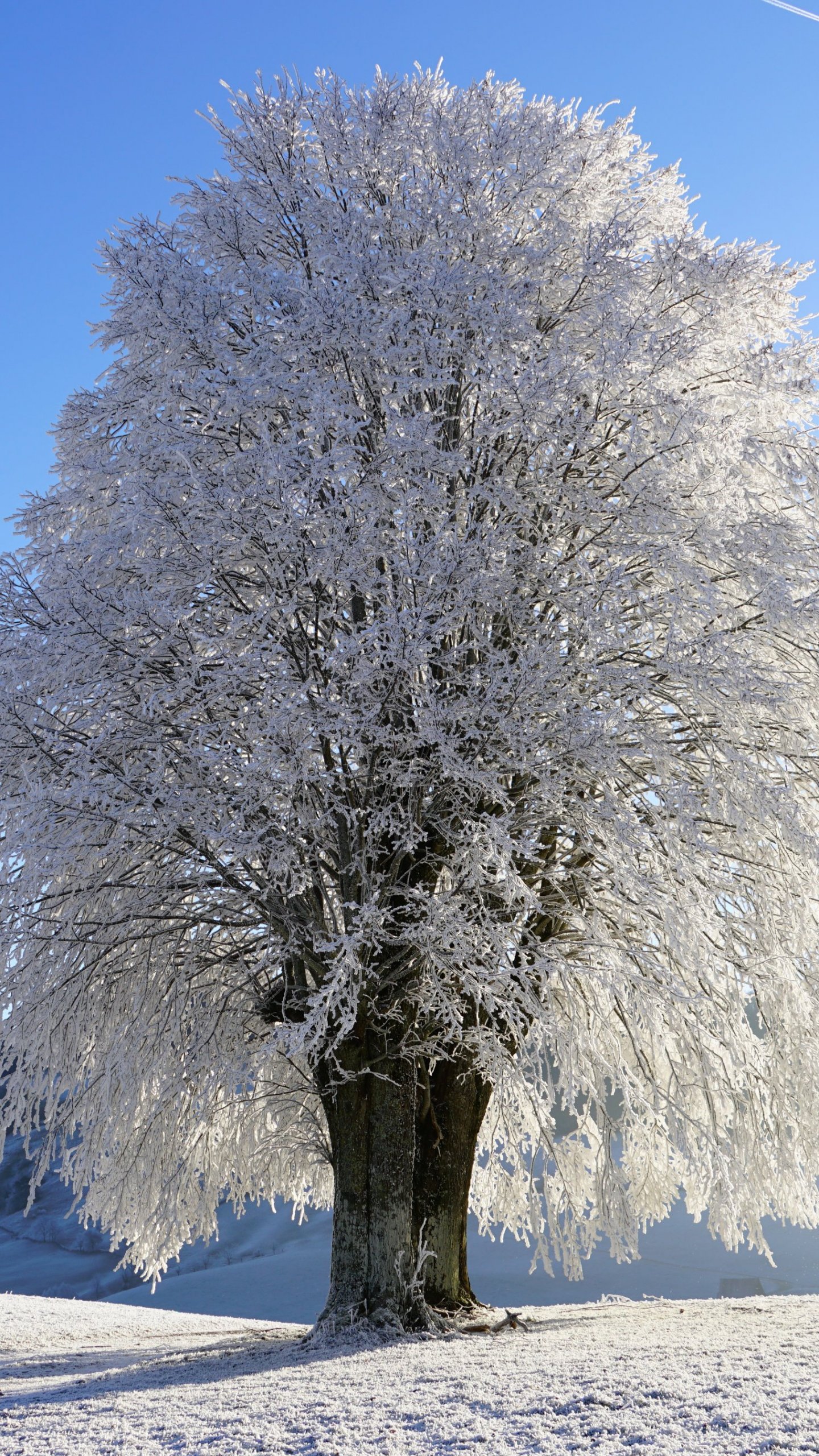 Nền cây trắng tuyết: Cảnh tượng cây trắng tuyết tràn ngập trên màn hình làm cho không gian làm việc hay chơi game của bạn trở nên uyển chuyển và tinh tế hơn. Hãy cập nhật cho mình hình ảnh nền đẹp mắt này và tận hưởng những giờ phút tuyệt vời.