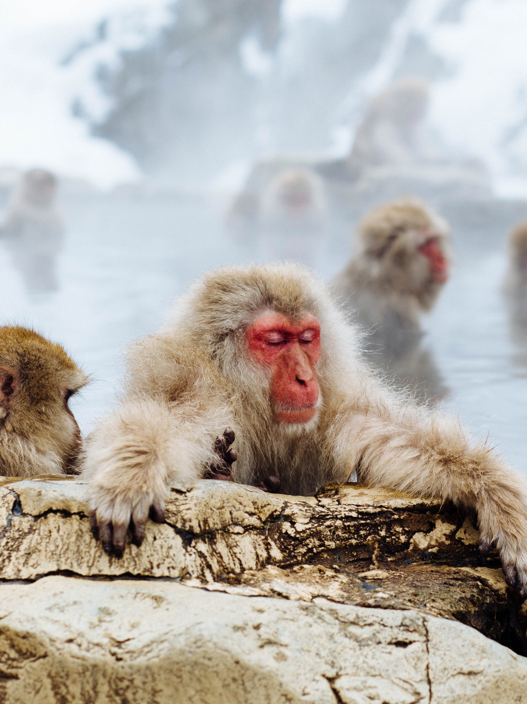 Snow Monkey Wallpaper  iPhone Android  Desktop Backgrounds