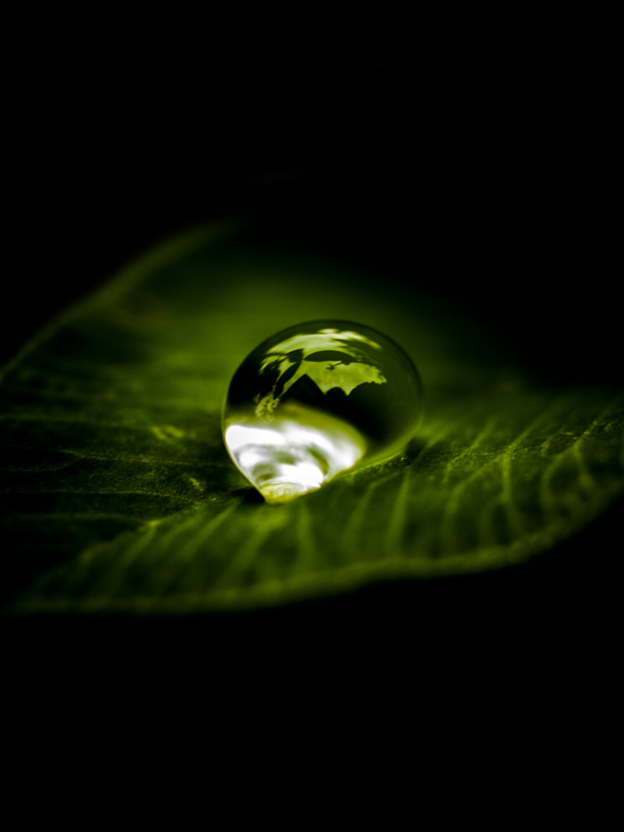 Waterdrop on Leaf Wallpaper - iPhone, Android & Desktop Backgrounds