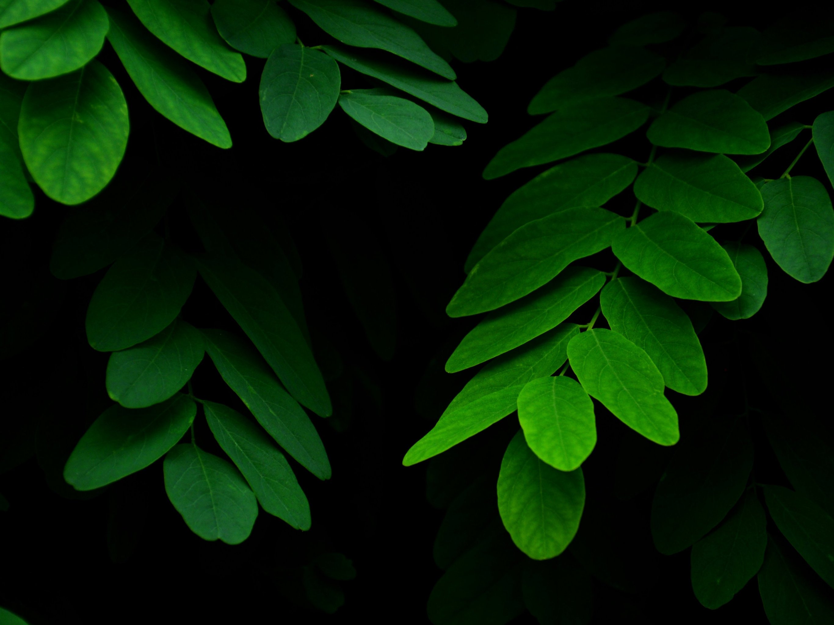 Leaves on Black Background Wallpaper - iPhone, Android & Desktop ...