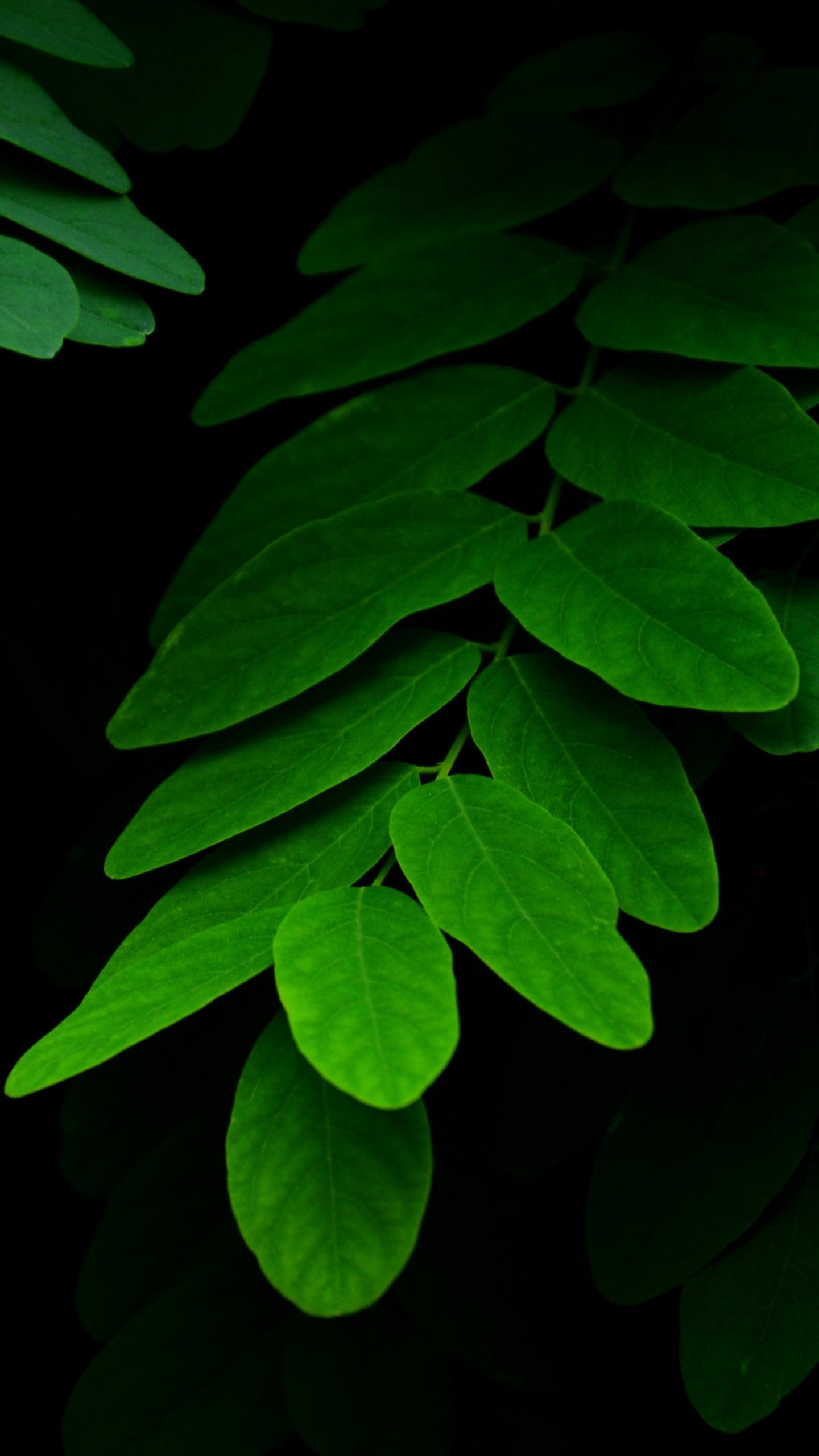 Leaves On Black Background Wallpaper Iphone Android Desktop