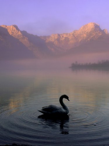 Swan in Mountain Lake iPad Wallpaper