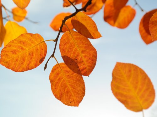 Autumn Leaves  Wallpaper