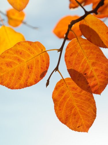 Autumn Leaves iPad Wallpaper