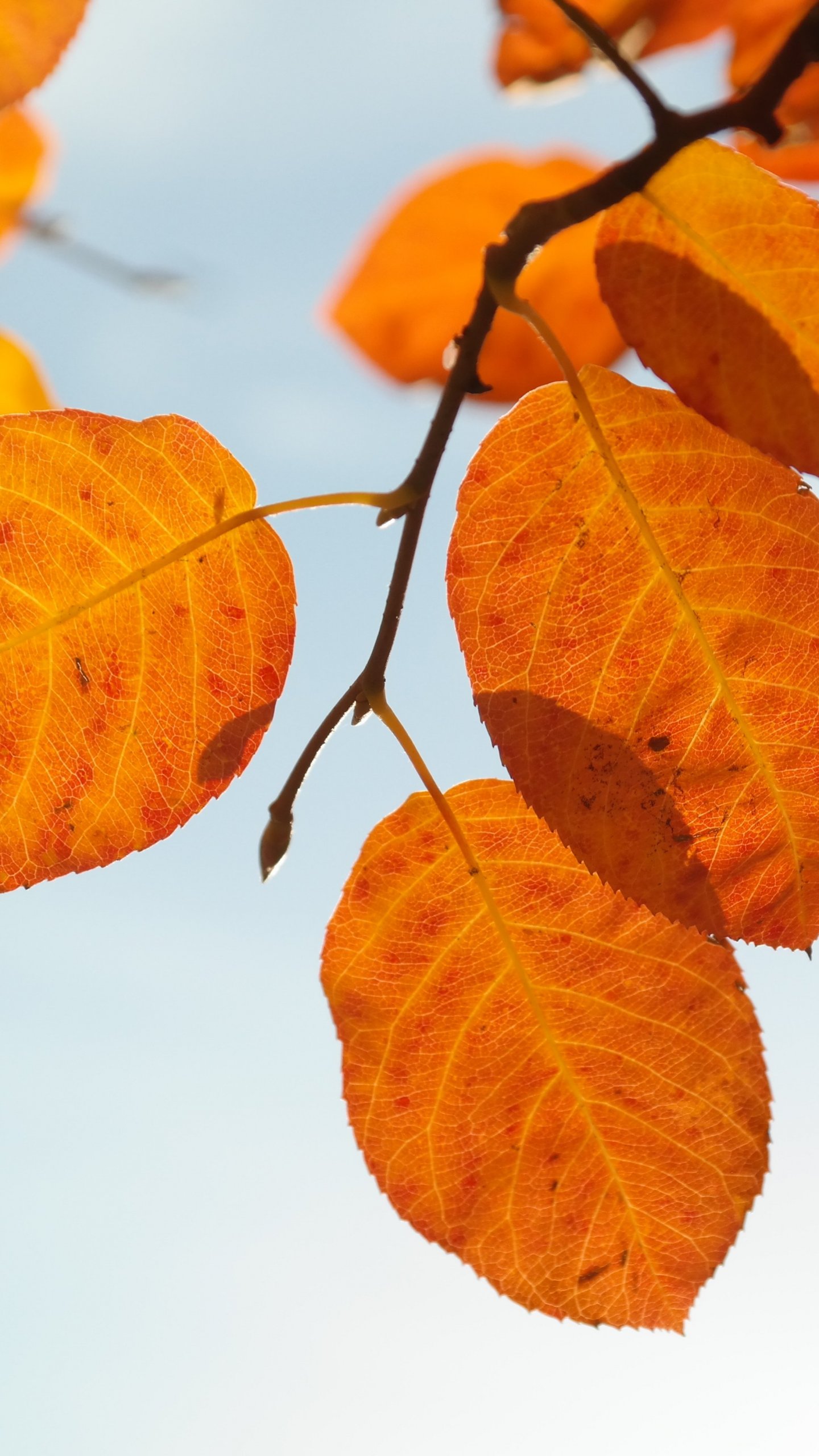 autumn leaves iphone wallpaper