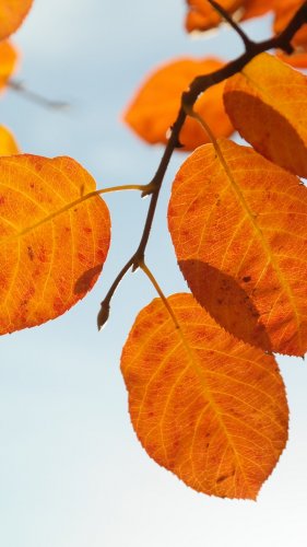 Autumn Leaves Mobile Wallpaper