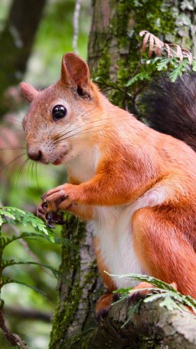 Adorable Squirrel In Tree Tablet Wallpaper