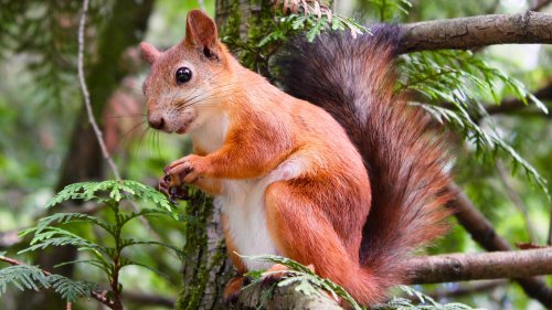 Adorable Squirrel In Tree HD Desktop Wallpaper