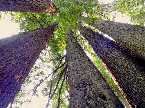 Redwood Trees  Wallpaper
