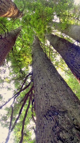 Redwood Trees Mobile Wallpaper