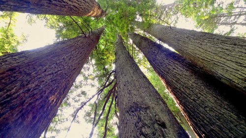 Redwood Trees Wallpaper