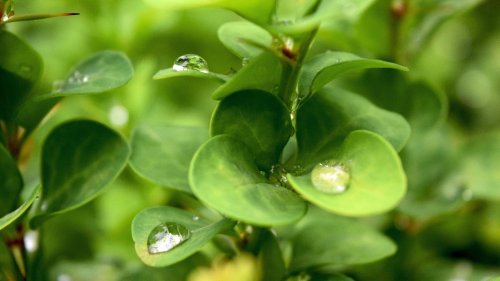 Raindrop on Leaf HD Desktop Wallpaper