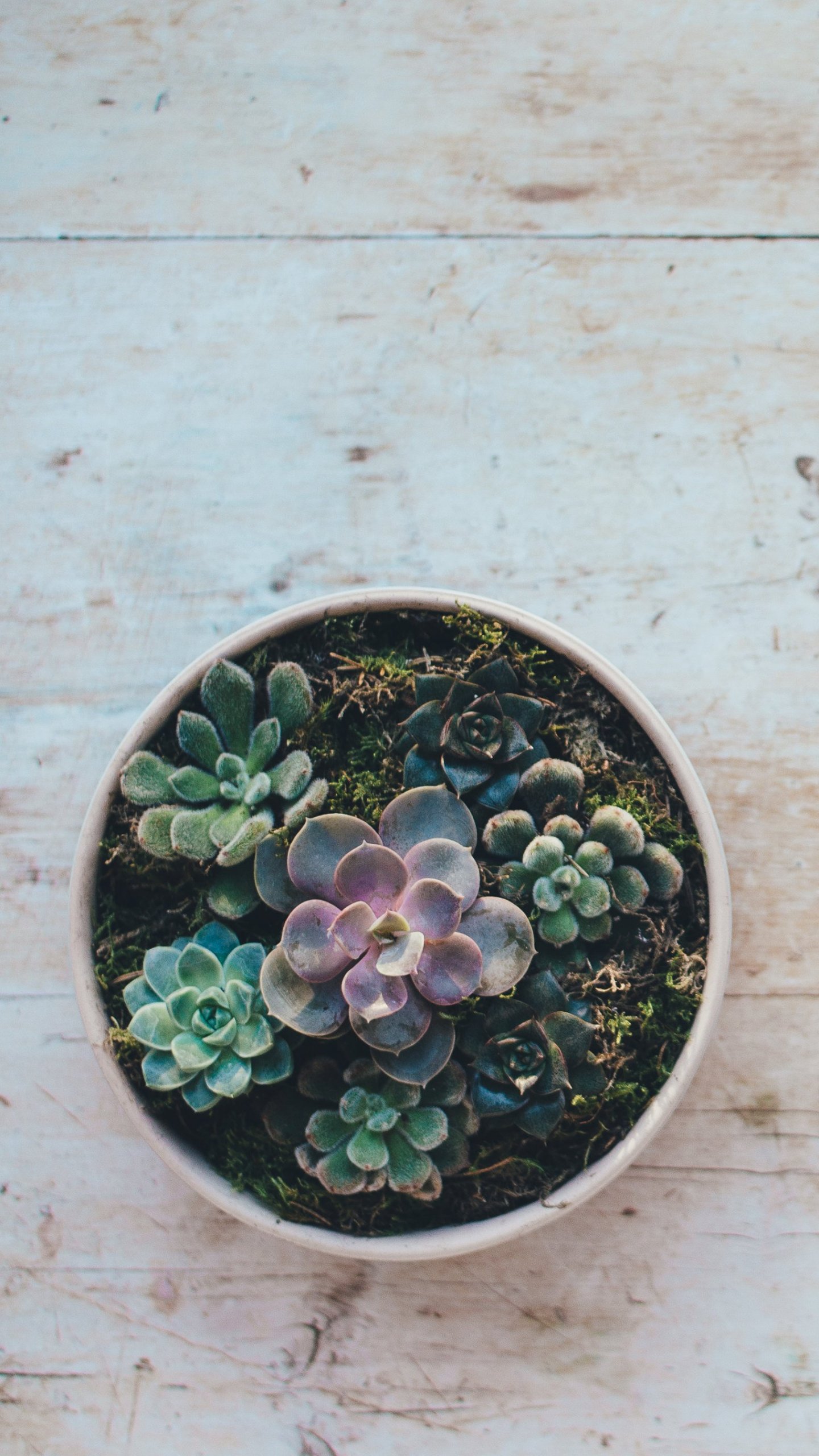 Succulents wallpaper Destop wallpaper Wallpaper